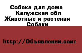 Собака для дома  - Калужская обл. Животные и растения » Собаки   